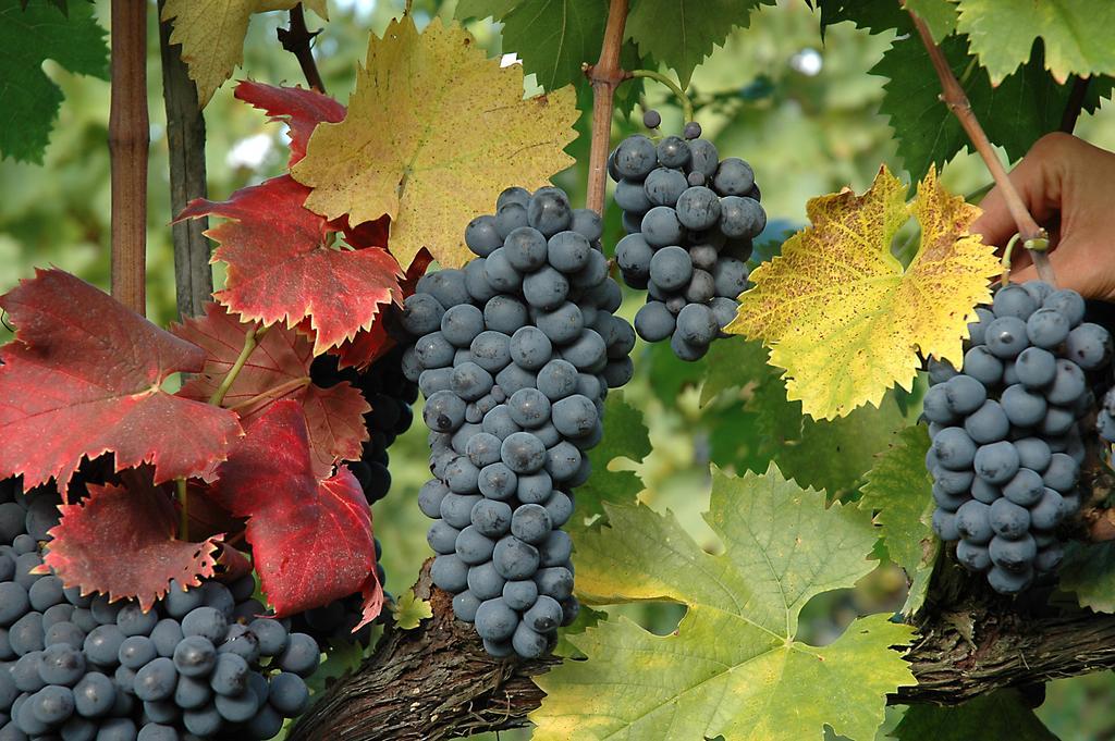 Bauernhof Fattoria Il